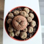 Solcorebutia Langeri