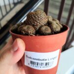 Solcorebutia Langeri - obrazek 5