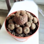 Solcorebutia Langeri - obrazek 4