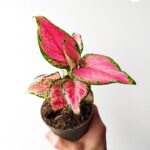 Aglaonema Zircon Red maluch