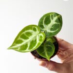 Anthurium Silver Blush / Anturium