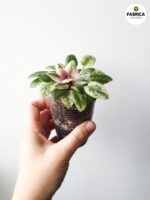 Fiołek afrykański 'Scales' / Saintpaulia - obrazek 11