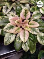 Fiołek afrykański 'Scales' / Saintpaulia - obrazek 4