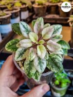 Fiołek afrykański 'Scales' / Saintpaulia