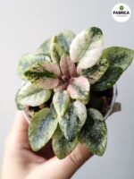 Fiołek afrykański 'Scales' / Saintpaulia - obrazek 10