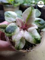 Fiołek afrykański 'Scales' / Saintpaulia - obrazek 8