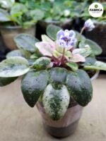 Fiołek afrykański 'Scales' / Saintpaulia - obrazek 9