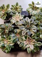 Fiołek afrykański 'Scales' / Saintpaulia - obrazek 7