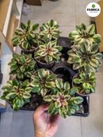 Fiołek afrykański 'Scales' / Saintpaulia - obrazek 12