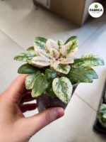 Fiołek afrykański 'Scales' / Saintpaulia - obrazek 6