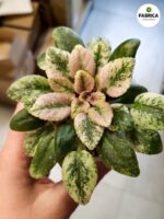 Fiołek afrykański 'Scales' / Saintpaulia - obrazek 5