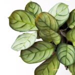 Maranta Amabilis Mint