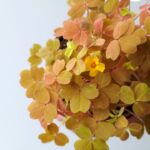 Oxalis vulcanicola Sunset Velvet / Szczawik