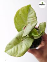Syngonium Milk Confetti - obrazek 7