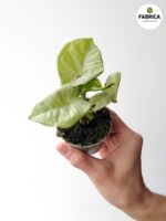 Syngonium Milk Confetti - obrazek 9