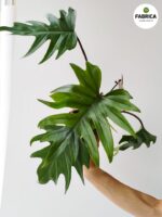 Philodendron / Filodendron Mayoi - obrazek 5