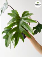 Philodendron / Filodendron Mayoi - obrazek 7