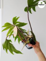 Philodendron / Filodendron Mayoi - obrazek 6