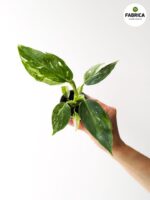 Philodendron / Filodendron 'White Wizard' - obrazek 7