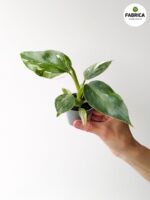 Philodendron / Filodendron 'White Wizard' - obrazek 9