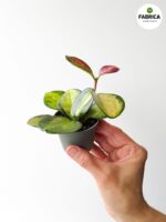 Hoya / Hoja Australis Lisa S - obrazek 5