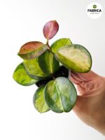 Hoya / Hoja Australis Lisa S - obrazek 4