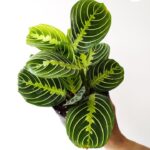 Maranta Lemon Lime