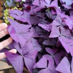 Oxalis Triangularis / Szczawik