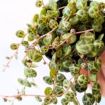 Peperomia Prostrata 'String of Turtles'