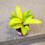 Filodendron / Philodendron Malay Gold M