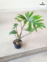Philodendron / Filodendron Mayoi - obrazek 3