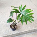 Philodendron / Filodendron Mayoi