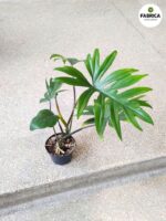 Philodendron / Filodendron Mayoi