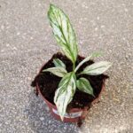 Spathiphyllum Sensation Variegata / Skrzydłokwiat