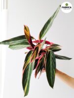 Stromanthe Triostar M - obrazek 7