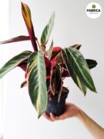 Stromanthe Triostar M - obrazek 10