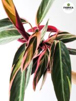 Stromanthe Triostar M