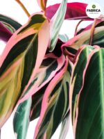 Stromanthe Triostar M - obrazek 8