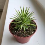 Agawa / Agave Nana rozmiar M - obrazek 4
