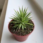 Agawa / Agave Nana rozmiar M - obrazek 3