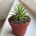 Agawa / Agave Nana rozmiar M - obrazek 2