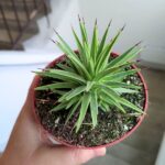 Agawa / Agave Nana rozmiar M - obrazek 6