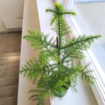 Araucaria heterophylla - sosna z Norfolk - obrazek 6