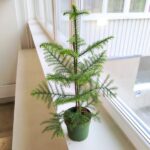 Araucaria heterophylla - sosna z Norfolk