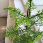 Araucaria heterophylla - sosna z Norfolk - obrazek 7