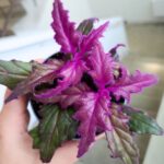 Gynura Aurantiaca - fioletowe zamszowe liście