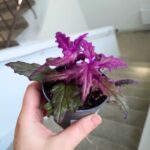 Gynura Aurantiaca - fioletowe zamszowe liście - obrazek 8