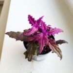 Gynura Aurantiaca - fioletowe zamszowe liście - obrazek 12