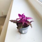 Gynura Aurantiaca - fioletowe zamszowe liście - obrazek 11