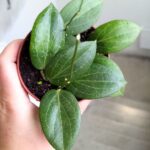 Hoja / Hoya fitchii M - obrazek 3